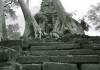 Temples of Angkor Impressive trees