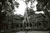 Temples of Angkor amazing trees