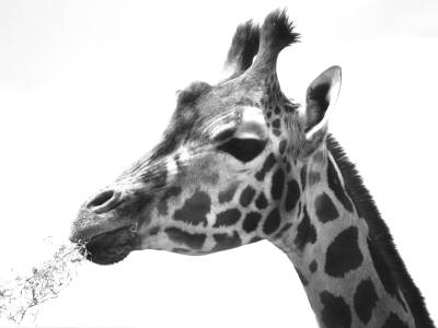 giraf.jpg